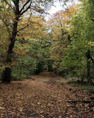 De Drince-toren door het bos van Pierrevillers - MELANIE - 2