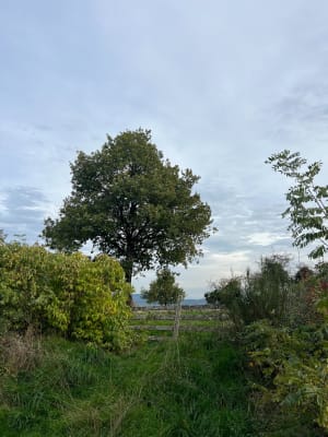 Forêt près de Cluny et observation des cerfs - Vincent - 10