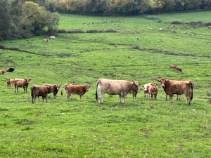 Forêt près de Cluny et observation des cerfs - Vincent - 9