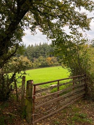 Forêt près de Cluny et observation des cerfs - Vincent - 12
