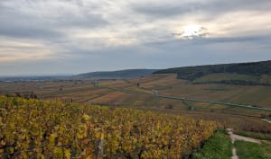 Pernand Vergelesses .Autour du bois de Corton - Lola - 3