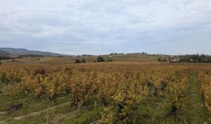 Amour de rando sur les premières hauteurs du Beaujolais - Mathieu - 2