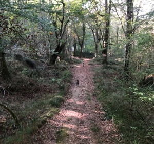 Gurs - boucle de la forêt - Fabienne - 3