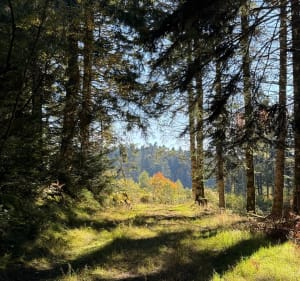 Balade en forêt autour d’Aix-la-Fayette - Decathlon - 4