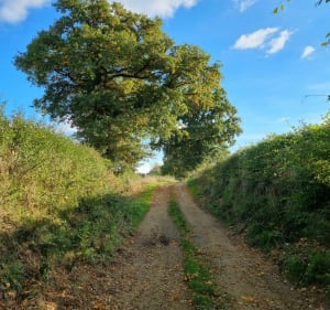 Le bois de Lassoux et Richeboeuf - Christine - 3