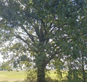 Promenade à Saint-Gauzens de Langelet - Nicolas - 2