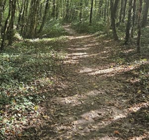 Forêt de Seillon - MARIE PIERRE - 2