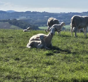 De la hauteur et de l'eau à Montesquieu-Volvestre - Séverine - 2