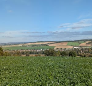 La campagne Maillotine - OLIVIER - 3