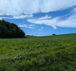 La campagne Maillotine - OLIVIER - 5