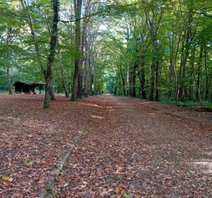 Forêt du belvédère et chateau de Chamarande - Jean - 4
