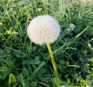 Boucle autour de Torcy-et-Pouligny - Carole - 2
