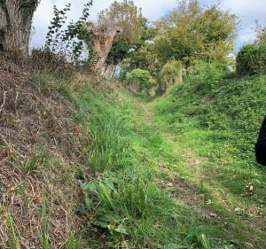 Belle promenade dans les chemins à st Joins Normandie - Patrick - 2