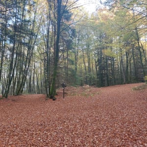Étang d'Huchère par le rond cailloux - Amandine - 2