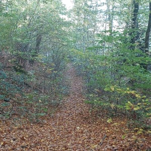 Étang d'Huchère par le rond cailloux - Amandine - 3