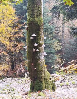 Raven Lake en zijn uitzichtpunt - Lydie - 8
