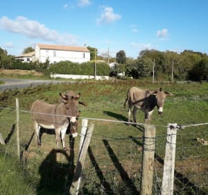 Balade autour de Soubise - Christophe - 3
