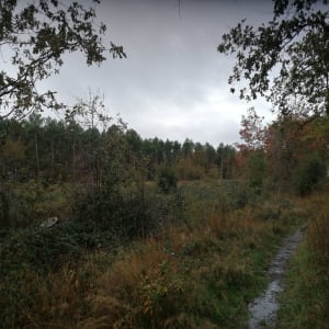 Balade en forêt de Longuenée - ARNAUD - 4