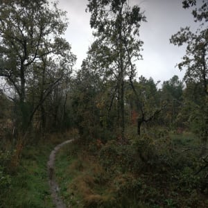 Balade en forêt de Longuenée - ARNAUD - 2