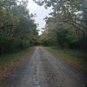 Balade en forêt de Longuenée - ARNAUD - 5