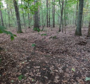 Krótki spacer w Mazowieckim Parku Krajobrazowym, Międzylesie - Krzysztof - 4