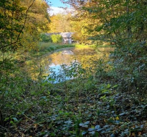 Balade en forêt à Altkirch, par Buergerwald - CHRISTELLE - 2