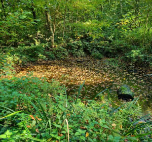 Balade en forêt à Altkirch, par Buergerwald - CHRISTELLE - 5
