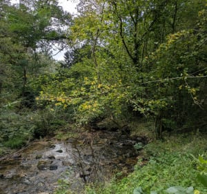 Balade dans le bois d'Avaugour - Mila - 2