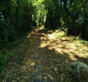 Bois de la garde et Thairé - THOMAS - 5