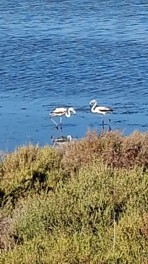 Etang de la Maïre - Alain - 6