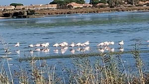 Etang de la Maïre - Alain - 10