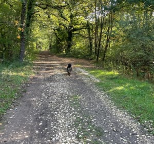 Forêt Ligugé - Saint-Benoit - CHRISTELLE - 2