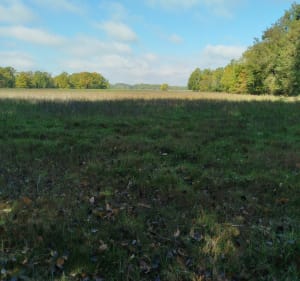 Entre Villefargeau et St-Thibault - SANDRINE - 2