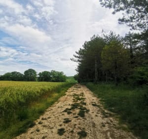 Chemin des Terres Blanches Laboutarié - Leslie - 3