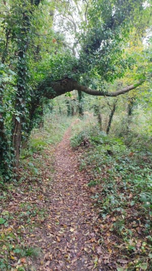 Entre mer et forêt à Moëlan-sur-Mer - GUY - 3