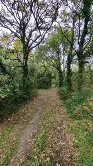 Entre mer et forêt à Moëlan-sur-Mer - GUY - 5