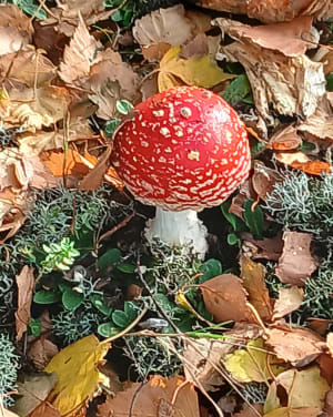 Wandel tussen de bossen en de Pinchonvalles-slakkenberg - BRIGITTE - 14