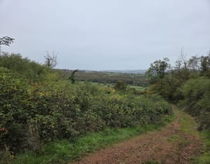 Forêt près de Cluny et observation des cerfs - caroline - 6