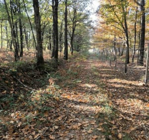 Étang de la forêt, par Plaisance et Poilieux - David - 2