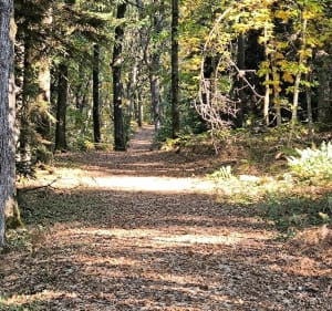 Étang de la forêt, par Plaisance et Poilieux - David - 3
