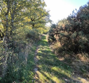 Étang de la forêt, par Plaisance et Poilieux - David - 5