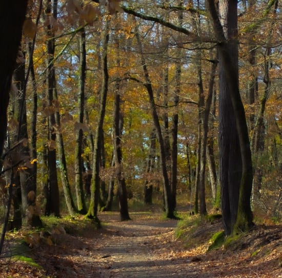 Photo des arbres de la forêt de Bouconne.