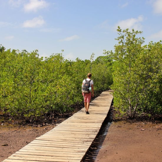Randonnée presqu'île de la Caravelle : randonneur marchant sur ponton en bois vers mangrove