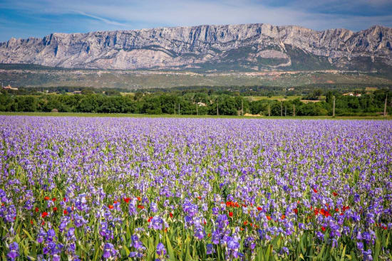 Randonnée Aix-en-Provence : champ de fleurs violettes avec montagne rocheuse en arrière-plan