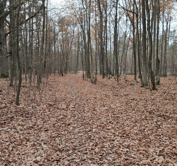 Obrzeża Puszczy Słupeckiej - Marki - 1