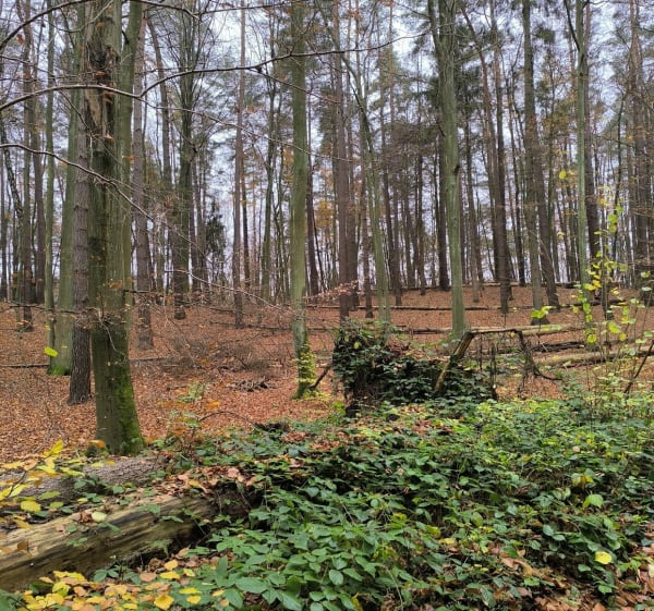Kominki od drugiej strony - Lublewo Gdańskie - 1