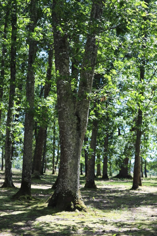 La vigne et l'architecte : à pas lents de Pessac au bois du Burck - Pessac - 1