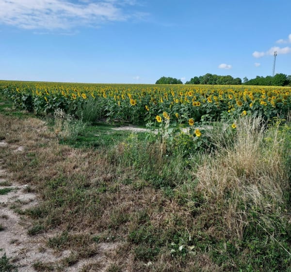 Entre canal, forêt et plaines cultivées - Saint-Jean-de-Braye - 1