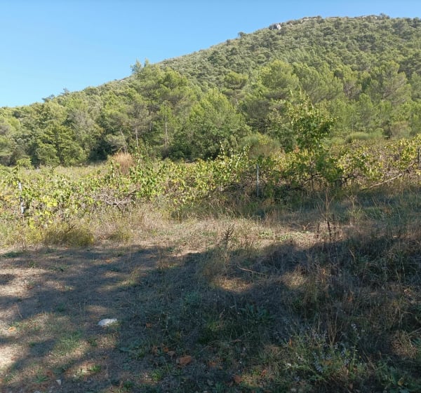 Balade en forêt - Nans-les-Pins - 1