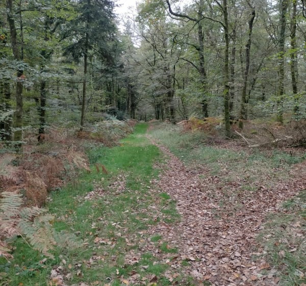 Petite détente en forêt de Coatloc'h - Scaër - 1